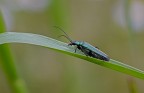 Oedemera nobilis 2 Oedemera nobilis 2