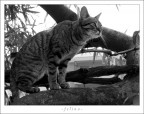 felino felino