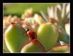 Il balzo della coccinella Il balzo della coccinella