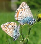 ...fase di accoppiamento....