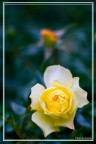 Rosa Rosa