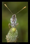 perlata perlata