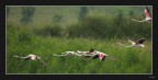 "Sembra" la Camargue ma è Toscana "Sembra" la Camargue ma è Toscana