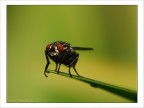 Mosca....... Mosca.......