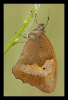 Maniola jurtina Maniola jurtina