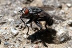 ANCHE LA MOSCA HA LA SUA OMBRA ANCHE LA MOSCA HA LA SUA OMBRA