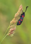 red pois
