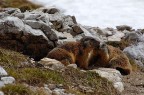 coppia di giovani marmotte coppia di giovani marmotte