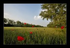 ...non � la rosa non � il tulipano...