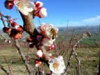 In primavera, i fiori di pesco, sono tra i primi a colorare le colline e dare nettare alle api