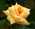 rosa in giallo rosa in giallo