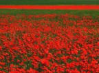 VERSO LA STRISCIA ROSSA VERSO LA STRISCIA ROSSA