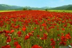 Grande rosso Grande rosso