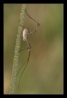 Opilione sp. Opilione sp.