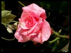 Rosa rossa per te Rosa rossa per te
