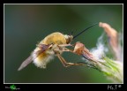 Bombylius major Bombylius major