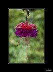 Fucsia Fucsia