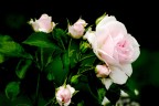 rosa rosa