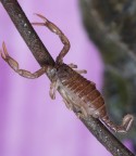 scorpione scorpione