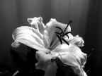 Lilium Lilium