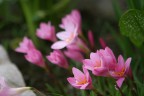 Che fiori sono? Che fiori sono?