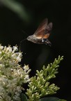 rifornimento in volo-2