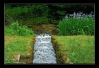 iris iris