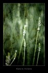 natura violata natura violata