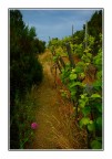 Il Fiore della Vigna Il Fiore della Vigna