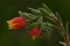 Fiore di pianta grassa Fiore di pianta grassa