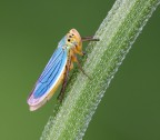 Cicadella