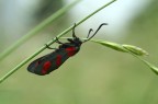 NERINA NERINA