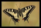 Papilio macaon ad ali aperte