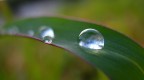 ...perle d'acqua... ...perle d'acqua...