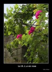 La vi..t..e en rose La vi..t..e en rose