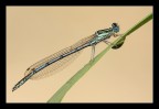 Platycnemis pennipes Platycnemis pennipes
