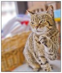 il mio gatto2 il mio gatto2