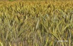 Un po di "grano..."