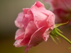 Una rosa Una rosa