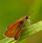 Farfallina Farfallina