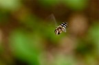 In volo In volo