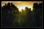 Tramonto tra gli alberi Tramonto tra gli alberi