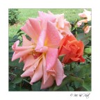 Il vecchio e il nuovo