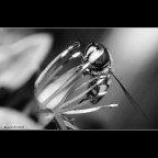 ::: BUON APE TITO ::: ::: BUON APE TITO :::