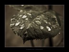 drops in the morning drops in the morning