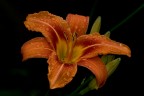 Orange Orange