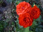 tre rose rosse tre rose rosse