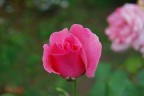 Una rosa per ... Una rosa per ...