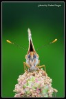 Melitaea cinxia Melitaea cinxia
