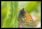 Farfallina Farfallina
